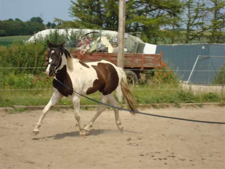 Pinto Citka Jasmina billede 12