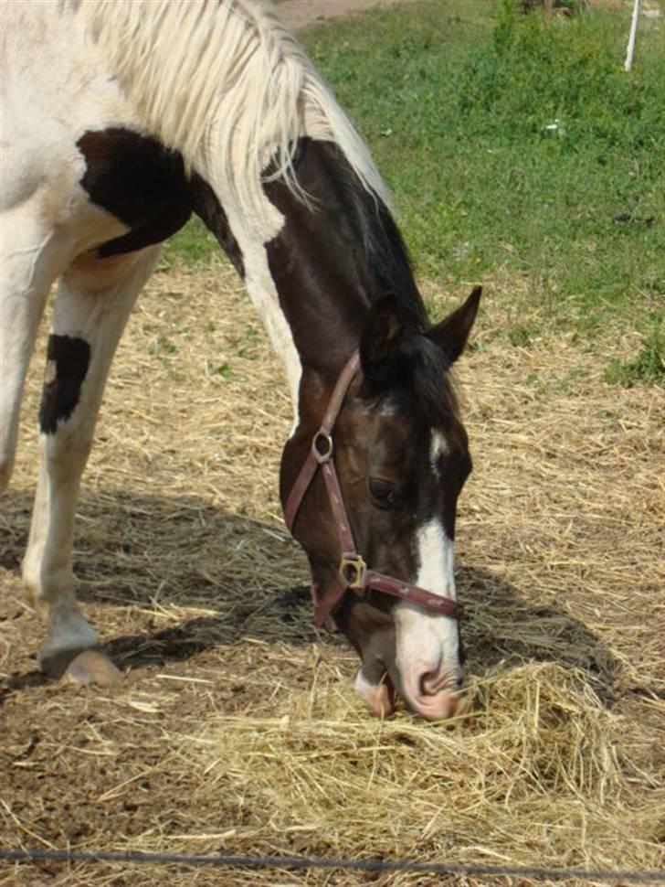 Pinto Citka Jasmina billede 14