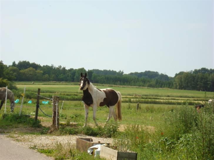 Pinto Citka Jasmina billede 15