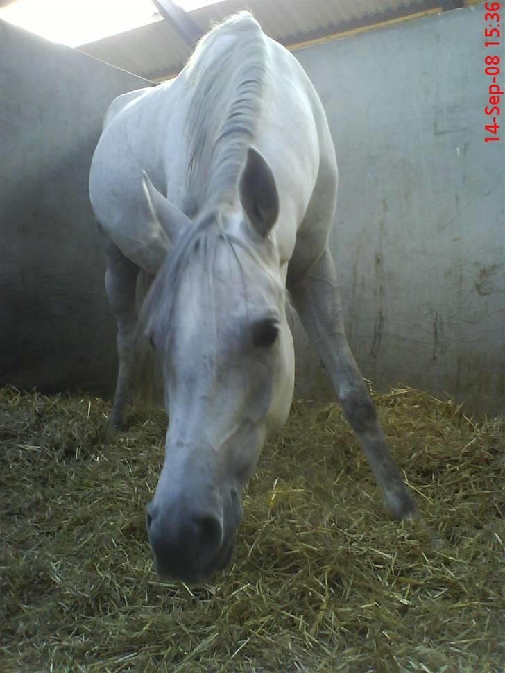 Arabisk fuldblod (OX) Estello - Estello hygger i´boksen efter en ridetur:-* Han elsker bare at lege med mine sko billede 12