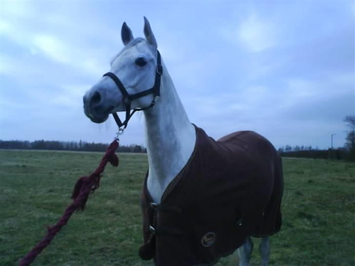 Arabisk fuldblod (OX) Estello - Estello har fået øje på et eller andet der er meget spændende en dag vi er ude og gå efter en hård ride tur:) billede 15