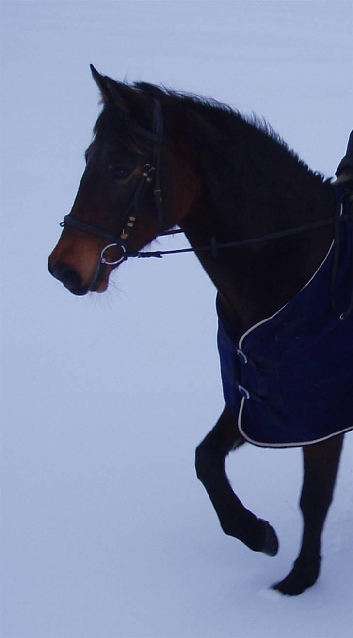 Anden særlig race Maroco Die Granx´s..SOLGT - Mally i sneen 22.02.10 billede 19