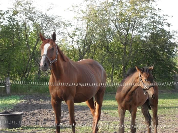 Hannoveraner wunder mädchen - wunder´s mor florist føl. billede 10