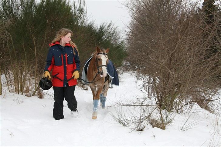 Welsh Pony (sec B) Sandets Silver - Silver og mig efter en vinter træning nede i OHR :) billede 13