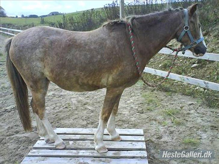 Welsh Pony (sec B) Sandets Silver - Første gang han står på en ting ting :* billede 14