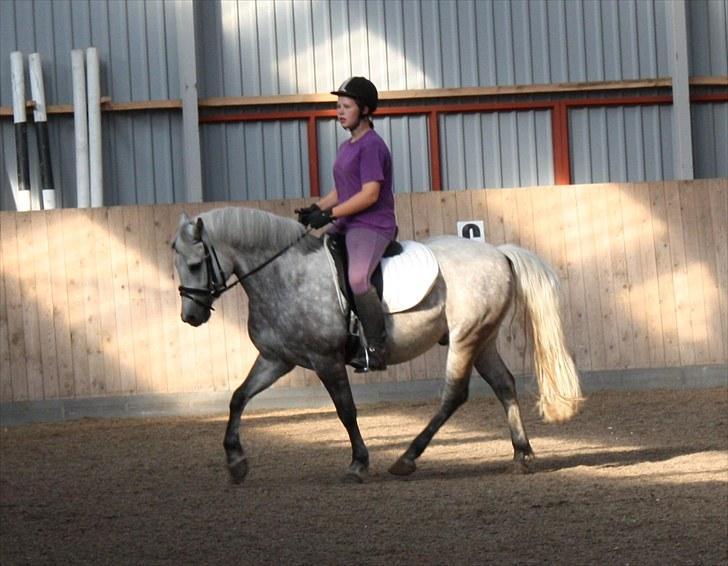 New Forest Firfod Brdr. Olsen - smukke olsen billede 2