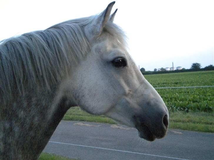 New Forest Firfod Brdr. Olsen - hehe ørene er frame XD billede 3