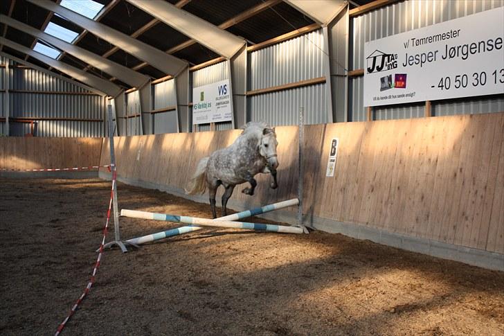 New Forest Firfod Brdr. Olsen - olsen springer  billede 4