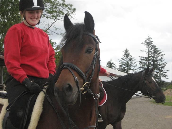 New Forest Romeo’s Eldorado - hoved billed XD billede 20