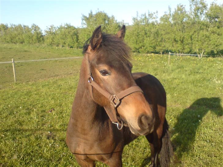 New Forest diva " SOLGT " billede 1