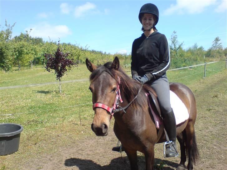 New Forest diva " SOLGT " billede 2