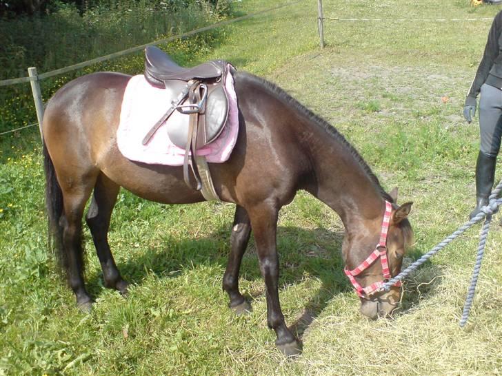 New Forest diva " SOLGT " billede 3