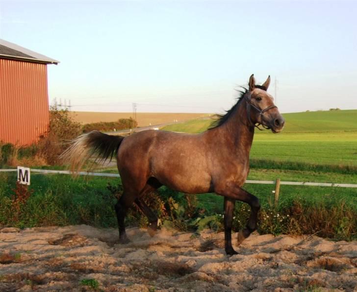 Anden særlig race <3 Domingo <3 - Mingo 2,5 år Sensommer 2008 billede 17