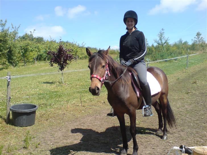 New Forest diva " SOLGT " billede 5