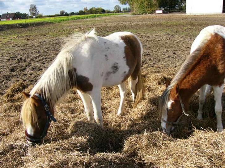 Pinto focus - focus sammen med sin gode ven sally XD billede 8