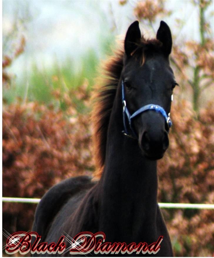Dansk Varmblod  Black Diamond R.I.P. desværre er han lige blevet  billede 3