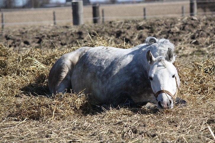 New Forest Firfod Brdr. Olsen - olsen olsen olsen du er såå smuk :O billede 5