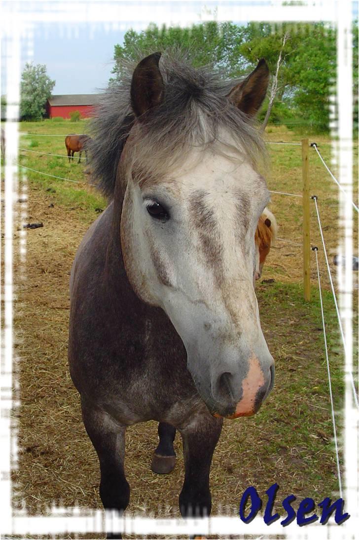 New Forest Firfod Brdr. Olsen - olsen som mindre (ikke særlig gammel) billede 6