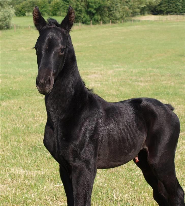 Dansk Varmblod  Black Diamond R.I.P. desværre er han lige blevet  billede 5