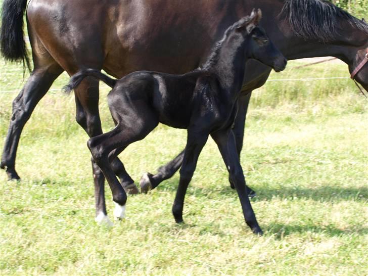 Dansk Varmblod  Black Diamond R.I.P. desværre er han lige blevet  billede 6