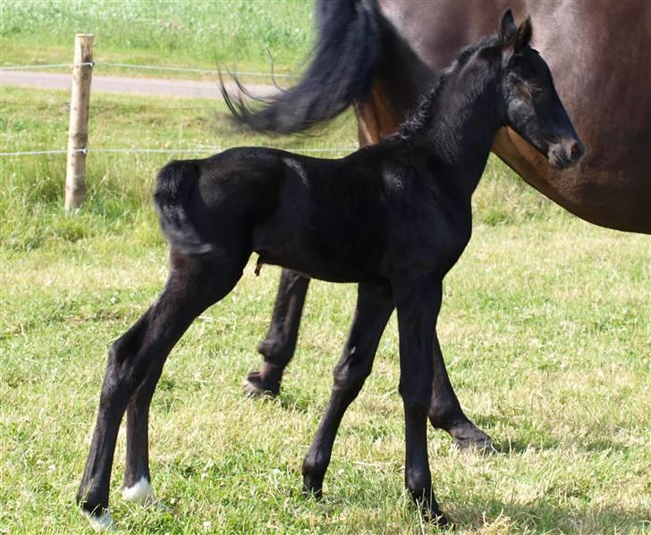 Dansk Varmblod  Black Diamond R.I.P. desværre er han lige blevet  billede 7