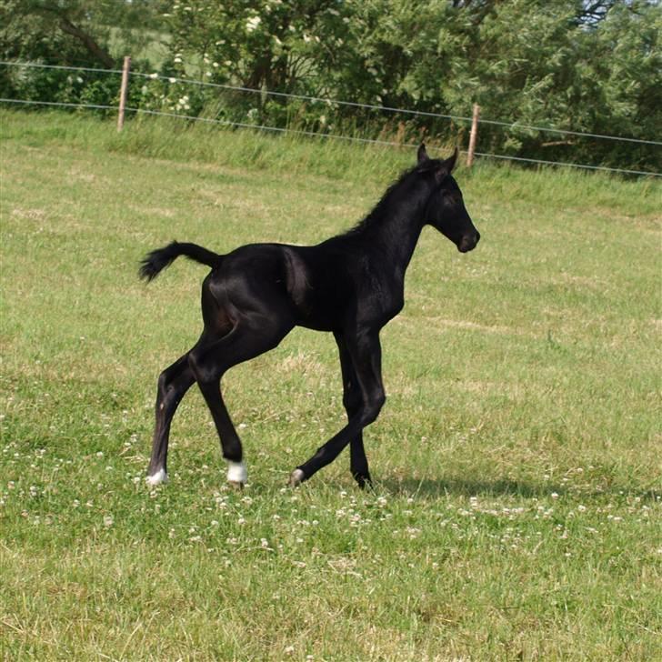 Dansk Varmblod  Black Diamond R.I.P. desværre er han lige blevet  billede 8