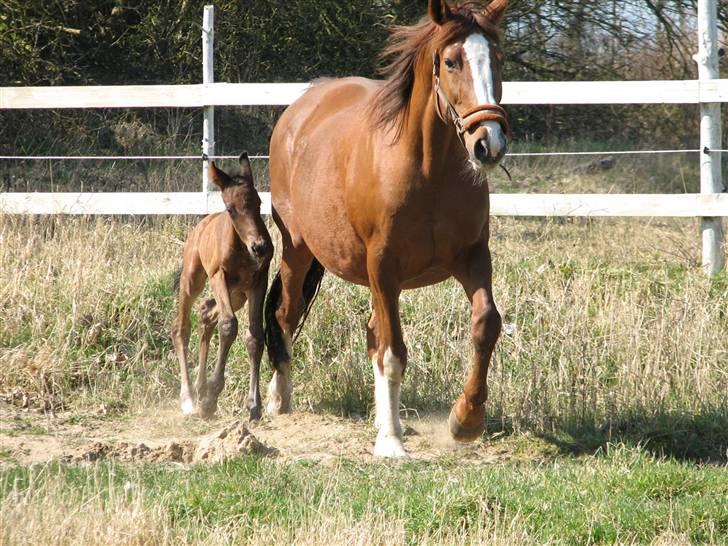 Dansk Varmblod RDH Sabine Dybvadholm - Elsker bare at være på fold billede 1