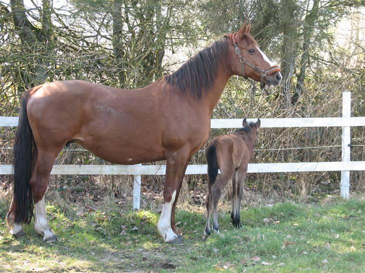 Dansk Varmblod RDH Sabine Dybvadholm - kan man være smukker, 22 år gammel ;) billede 2