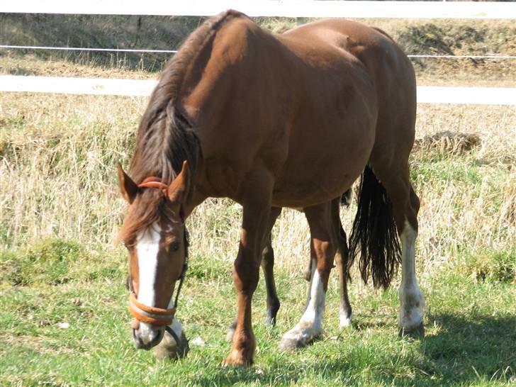 Dansk Varmblod RDH Sabine Dybvadholm billede 3