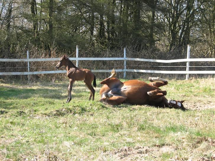 Dansk Varmblod RDH Sabine Dybvadholm - elsker en go rulle tur ;) billede 5