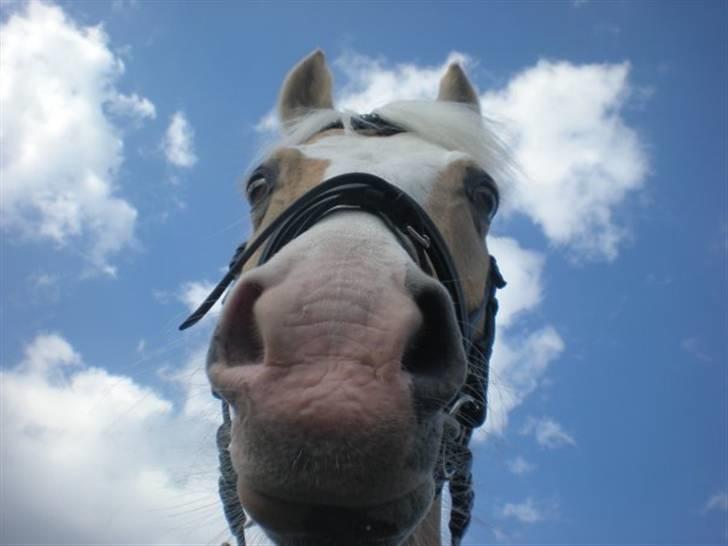 Palomino Gl. Part. Fortunens Logo  - Logo i skoven på en virkelig varm dag ;) billede 1