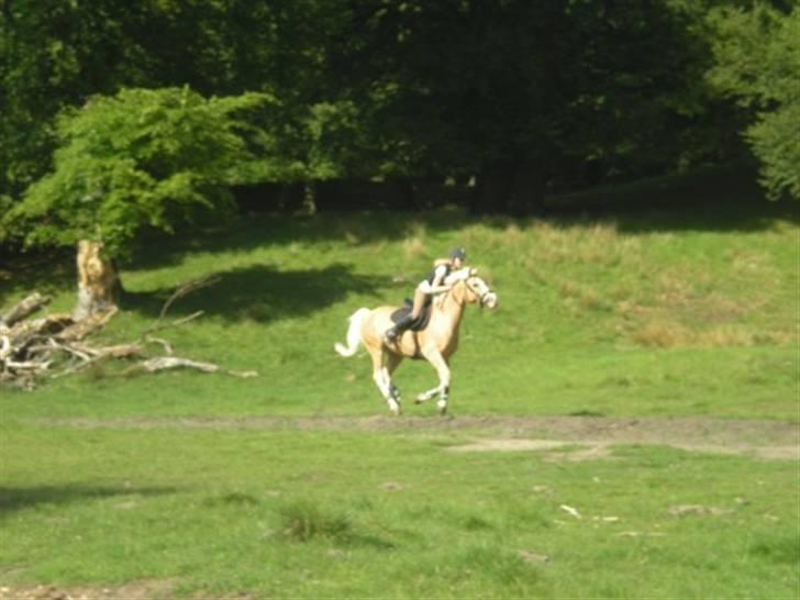 Palomino Gl. Part. Fortunens Logo  - Logos yndlings galop stig  billede 3