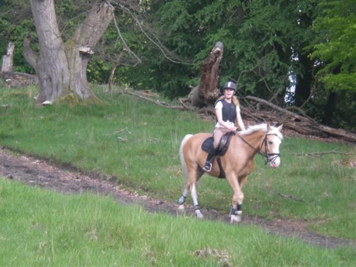 Palomino Gl. Part. Fortunens Logo  billede 4