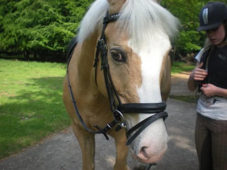 Palomino Gl. Part. Fortunens Logo  billede 5