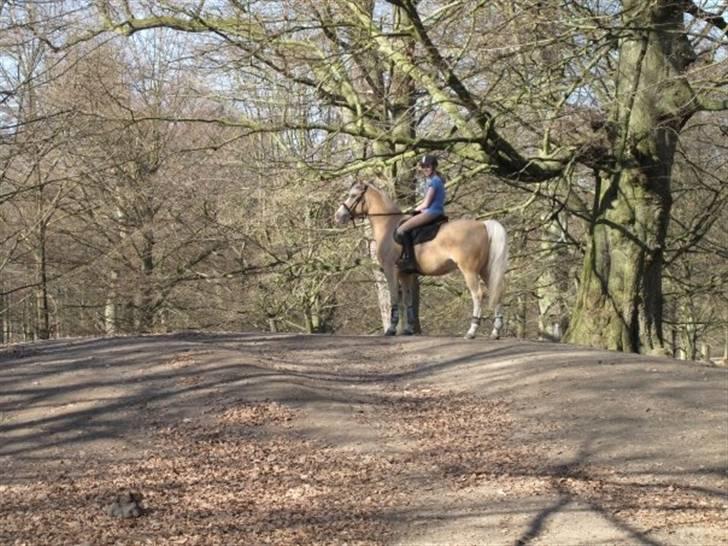 Palomino Gl. Part. Fortunens Logo  billede 6