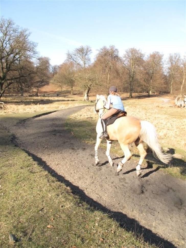 Palomino Gl. Part. Fortunens Logo  billede 7