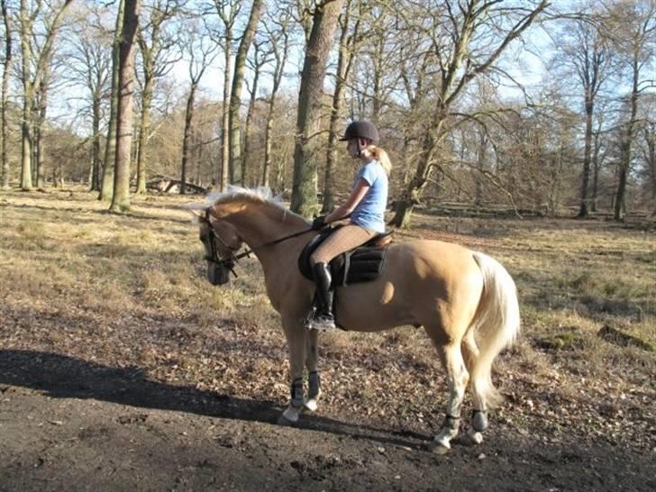 Palomino Gl. Part. Fortunens Logo  billede 8