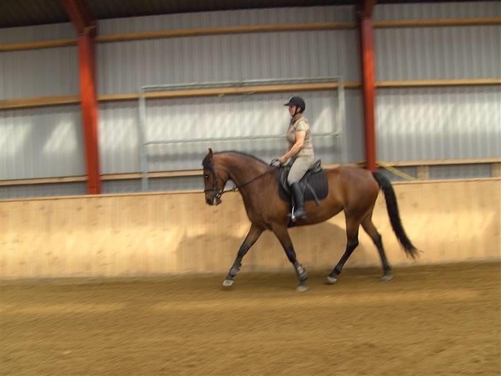 Anden særlig race Jennie (solgt) - rider i hallen billede 7