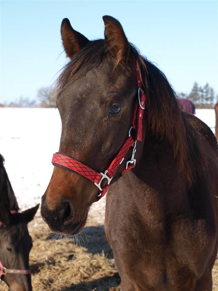 Dansk Varmblod Pindborgens Bianca - solgt billede 2