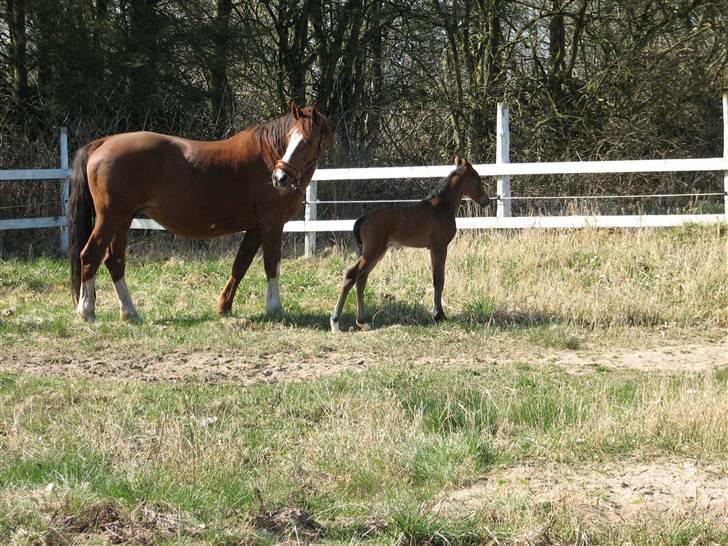Dansk Varmblod Pindborgens Bianca - solgt - sabine dybvadholm og bianka billede 3