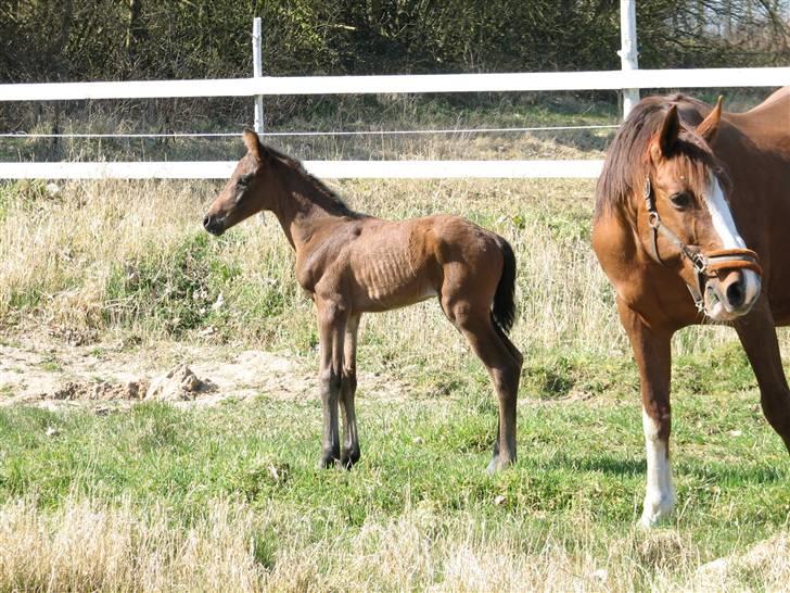 Dansk Varmblod Pindborgens Bianca - solgt billede 4