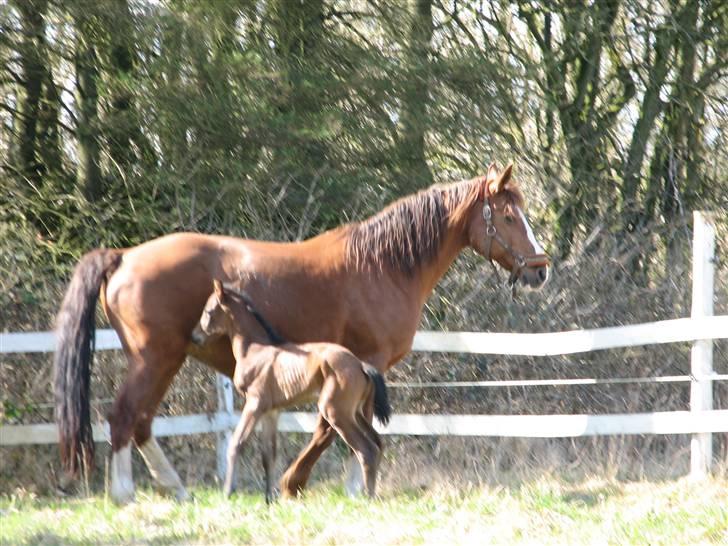 Dansk Varmblod Pindborgens Bianca - solgt billede 5