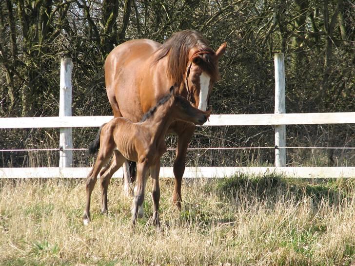 Dansk Varmblod Pindborgens Bianca - solgt billede 6