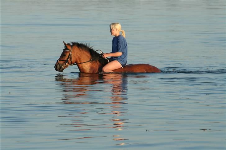 New Forest Delicious (solgt) billede 1