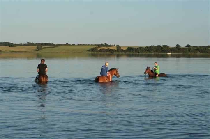 New Forest Delicious (solgt) billede 2