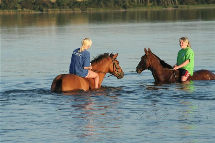 New Forest Delicious (solgt) billede 3