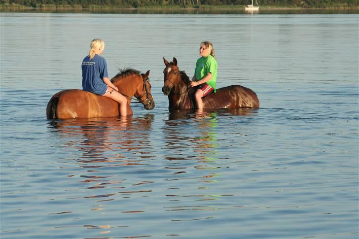 New Forest Delicious (solgt) billede 6