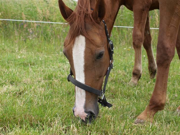 Dansk Varmblod RDH Margot SOLGT billede 1