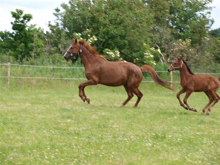 Dansk Varmblod RDH Margot SOLGT - mor og søn i galop ;) se også Pindborgens Cactus ;) billede 2