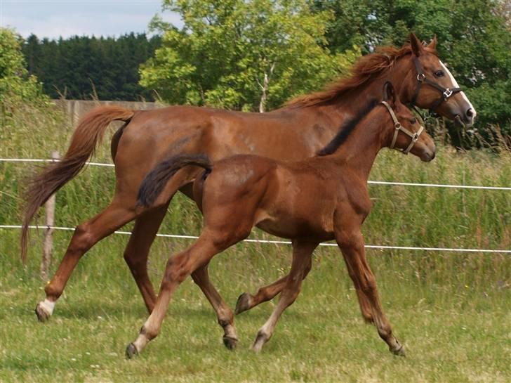 Dansk Varmblod RDH Margot SOLGT - som mor så søn - i en rask trav ;) billede 3